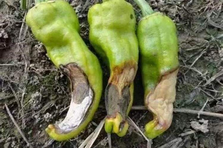 种植甘蔗用什么肥料最好