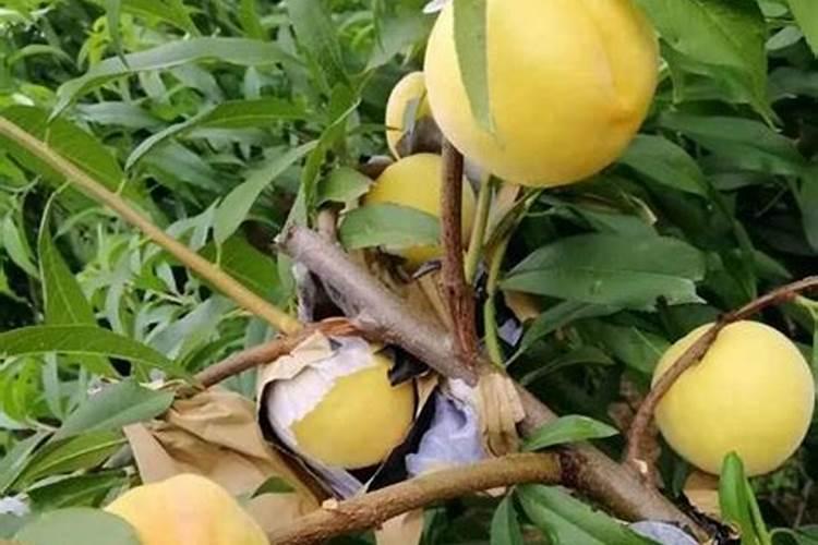 桃树施肥煮的黄豆什么时间最佳