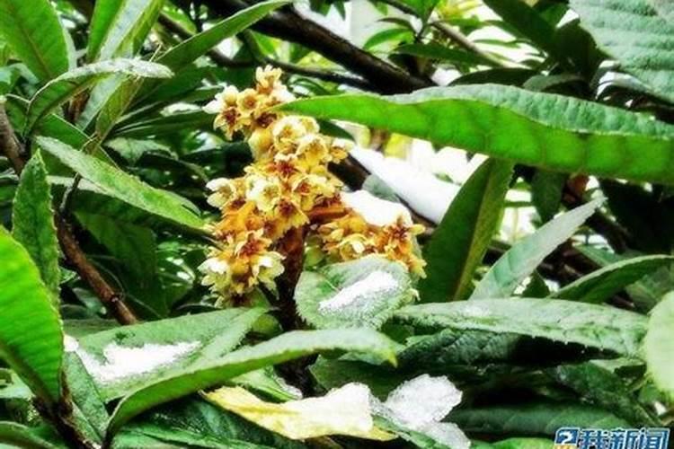 苹果树什么时候施肥好 苹果树的施肥时间