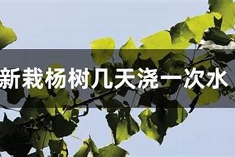 刚刚移栽的树可以施肥吗