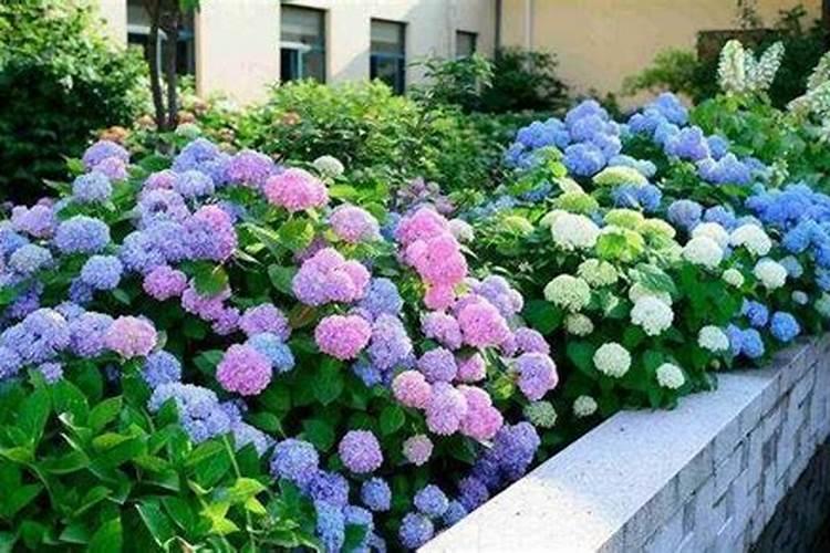 绣球花修剪后施什么肥