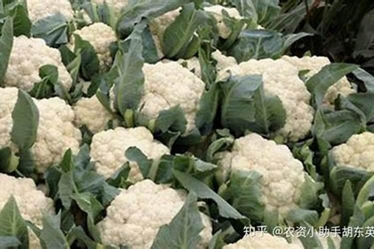 种花菜用什么肥料最好