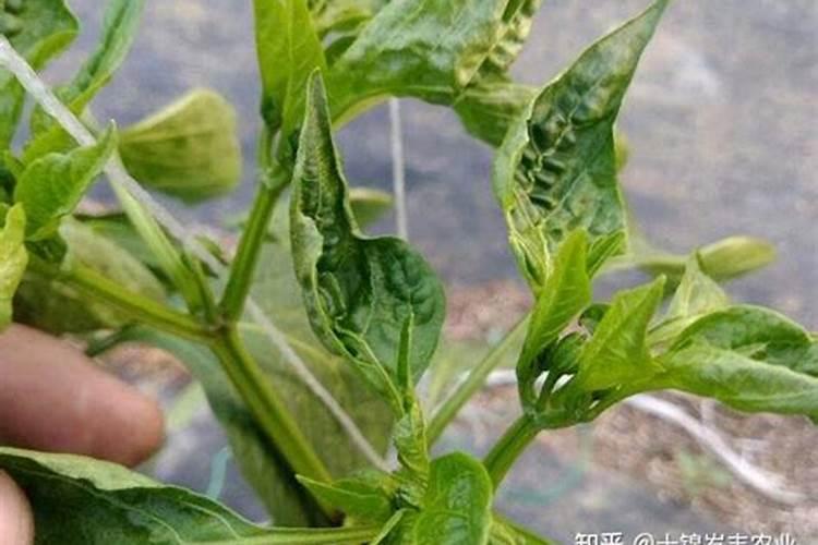 种花菜用什么肥料最好