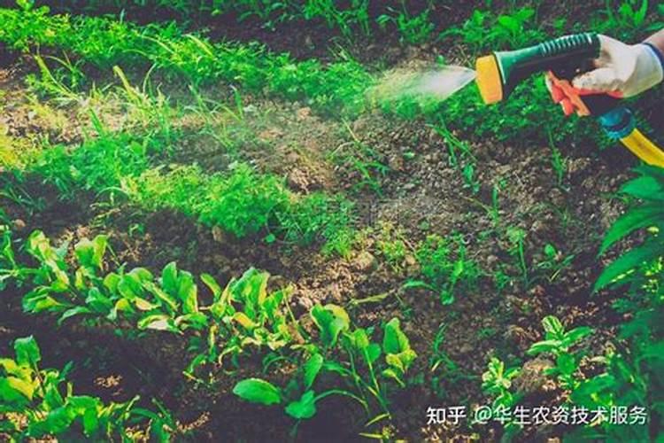 大蒜有虫子还能吃吗 大蒜有虫子用什么药好