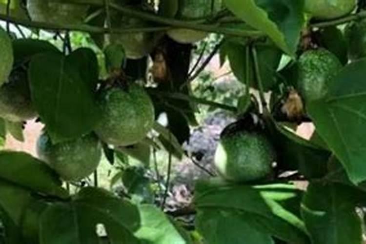 百香果施什么肥料最好