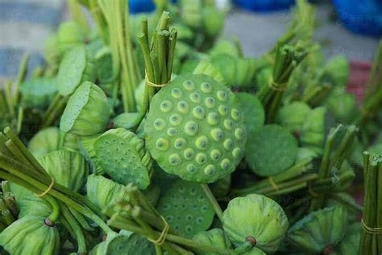 腐殖酸与腐植酸是同一类东西吗？