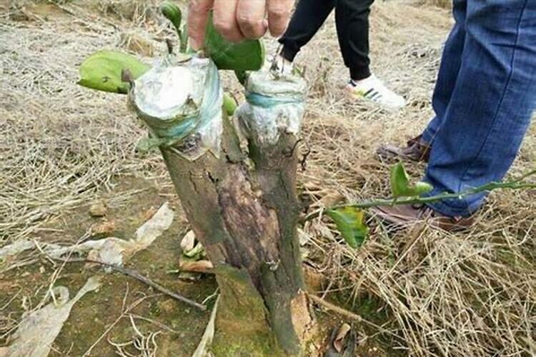 桔树施什么肥最好