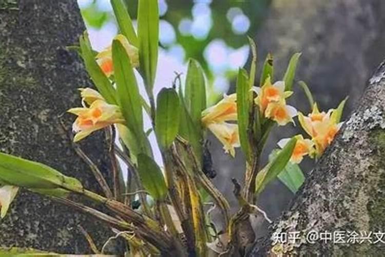 铁皮石斛小木桩盆栽(铁皮石斛树桩怎样栽培)