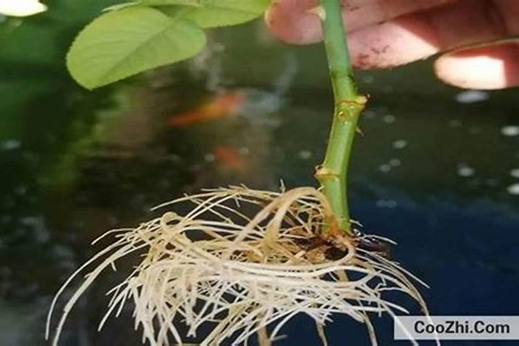 好美特强力生根粉灌根用多少克