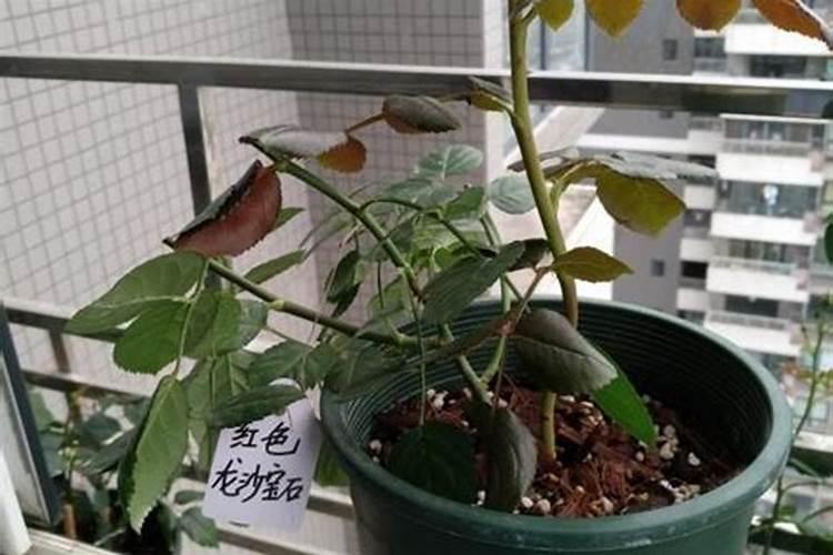 幸福树用什么肥料