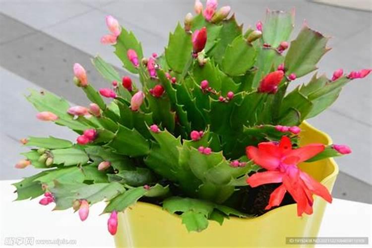 蟹爪兰什么时候施肥施什么肥好