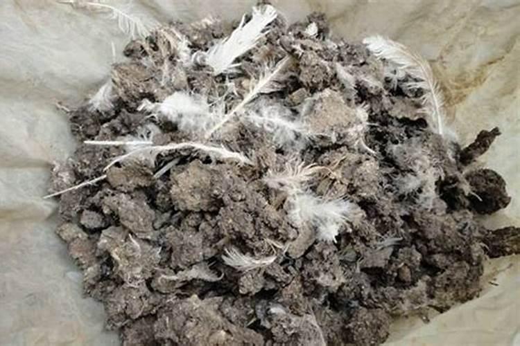 夏玉米缺素症序言