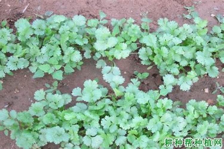 香菜喷什么叶面肥又黑又亮？