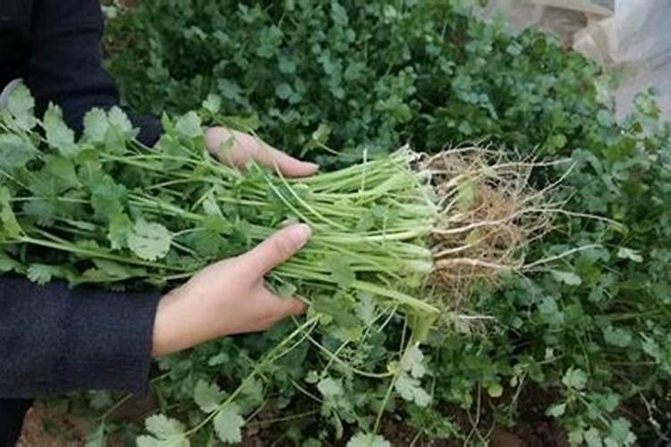 香菜反季节种植越来越多,香菜反季节栽培有什么好的方法？