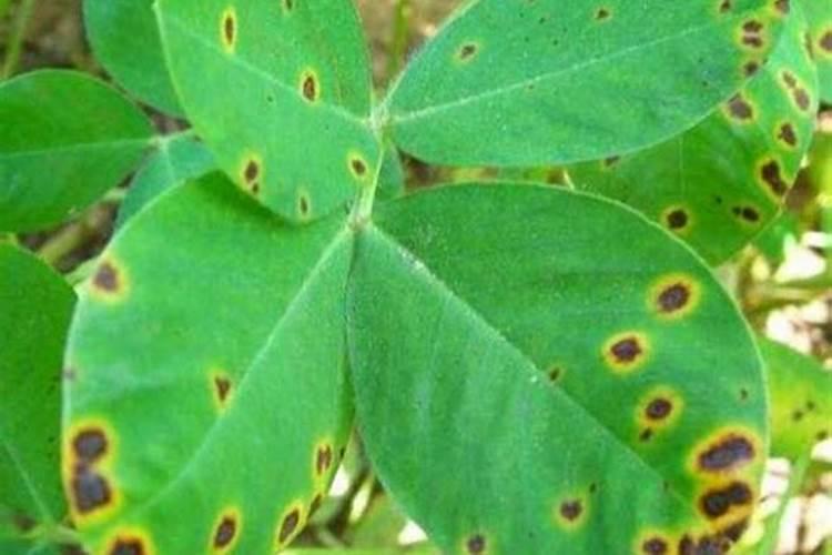 玉米科学施肥应如何掌握四个关键环节？