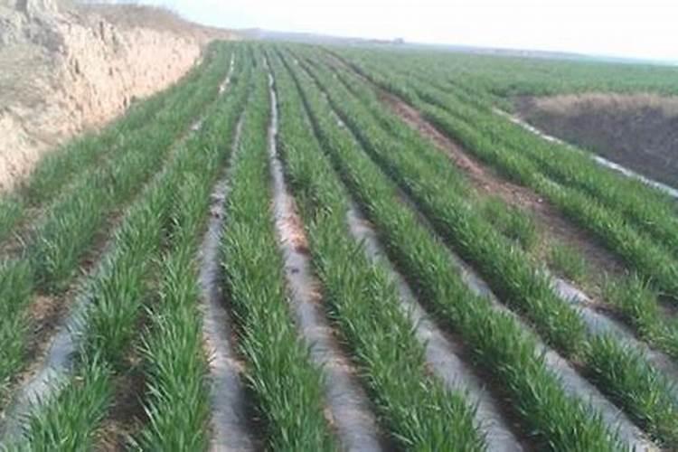 三农股票有哪些龙头股？