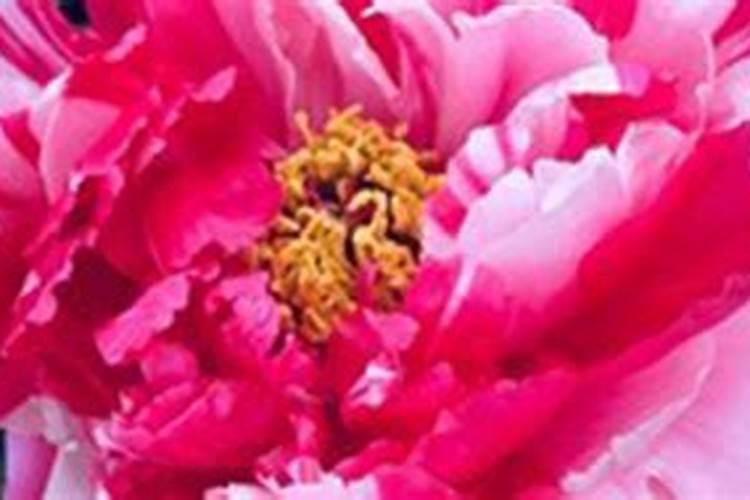 牡丹在开花的时候可以施肥吗