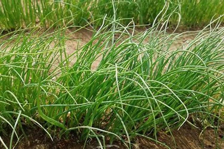 腐植酸复合肥效果怎么样？