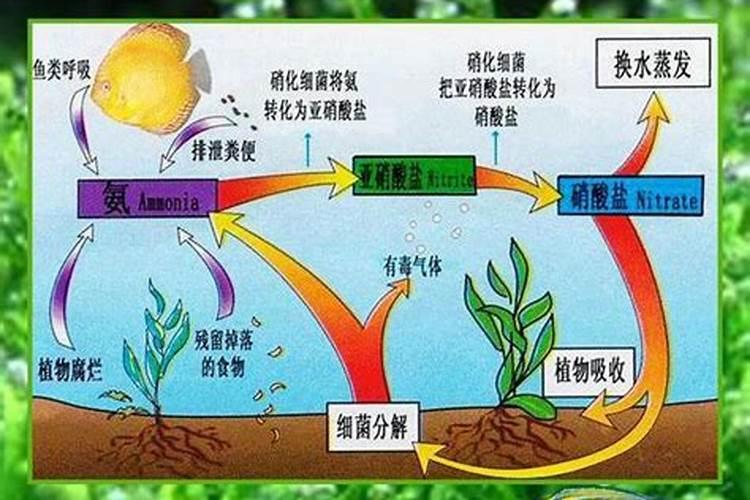 大田播种香菜之前,需要提前进行催芽吗？