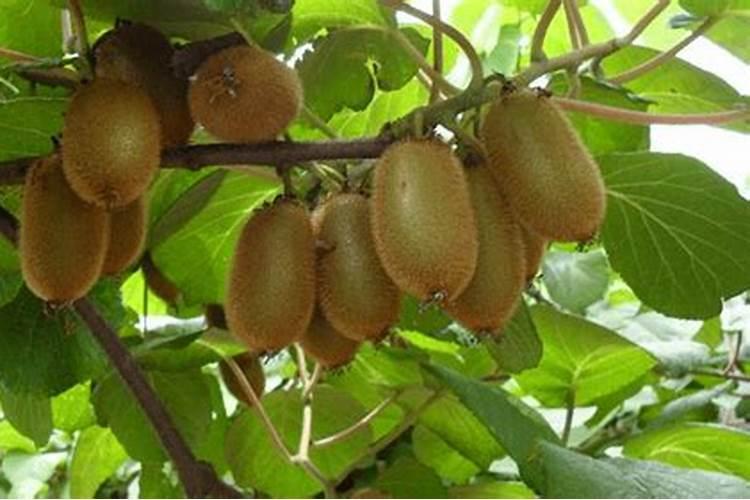 油菜叶面肥什么时间施最好花卉百科