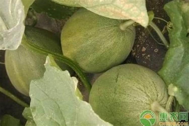 高钾肥有哪些？甜瓜在盛果期冲施高钾肥好不好？