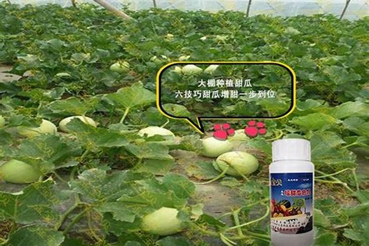 甜瓜底肥施什么肥好