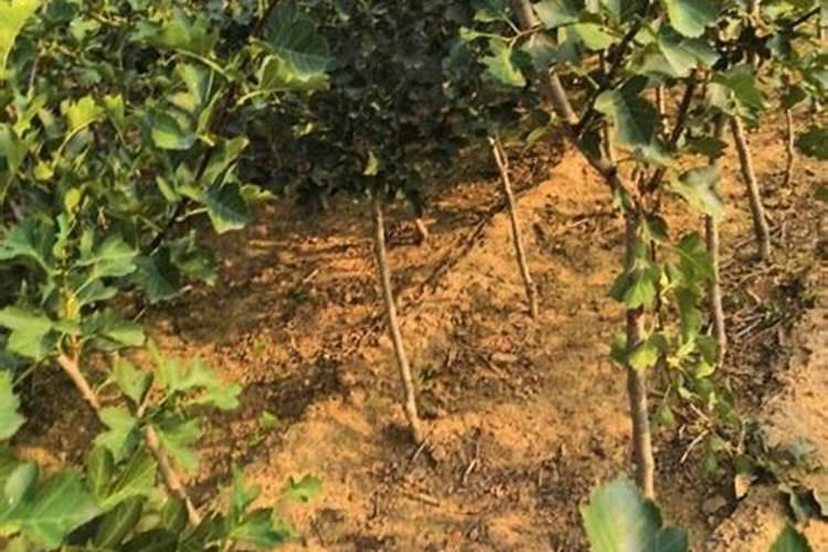 怎样给山楂树无公害施肥？