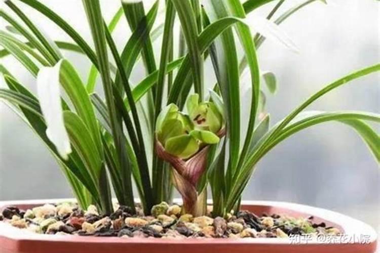 刚移植兰花怎么时候下肥
