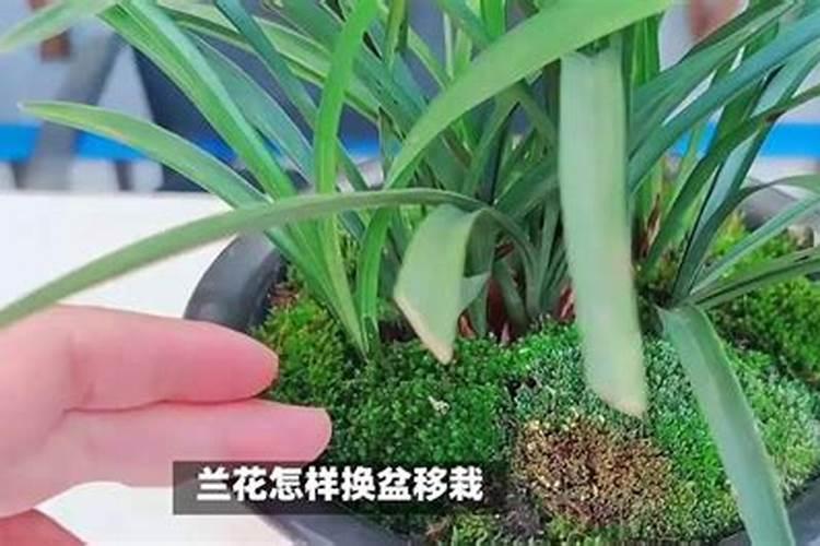 兰花分株后如何浇水施肥？