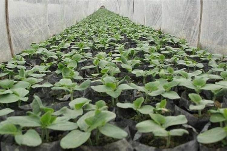 冬瓜什么时间追肥最好呢？一共要追肥几次呢？