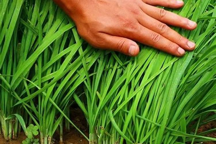 韭菜用什么肥料长得又肥又壮(用什么肥料叶子又粗又黑)