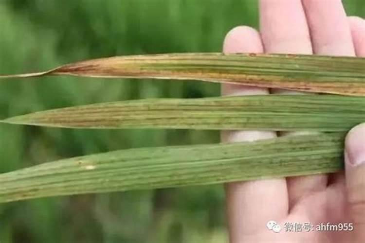 农药化肥股票龙头股有哪些？
