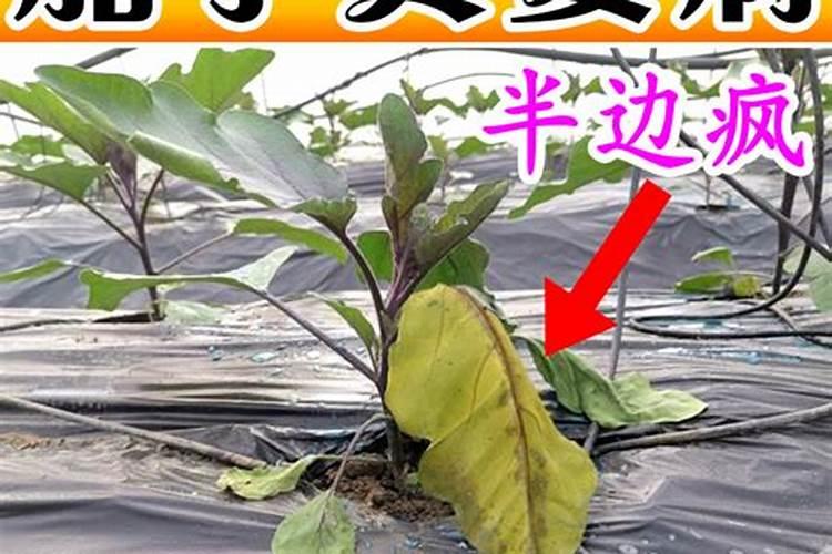 茄子用什么肥料好