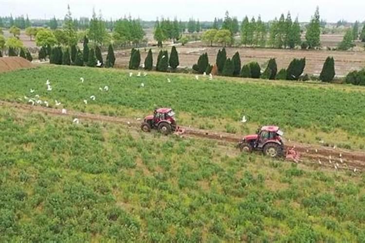 阳光玫瑰全年施肥管理一年施肥要领有哪些
