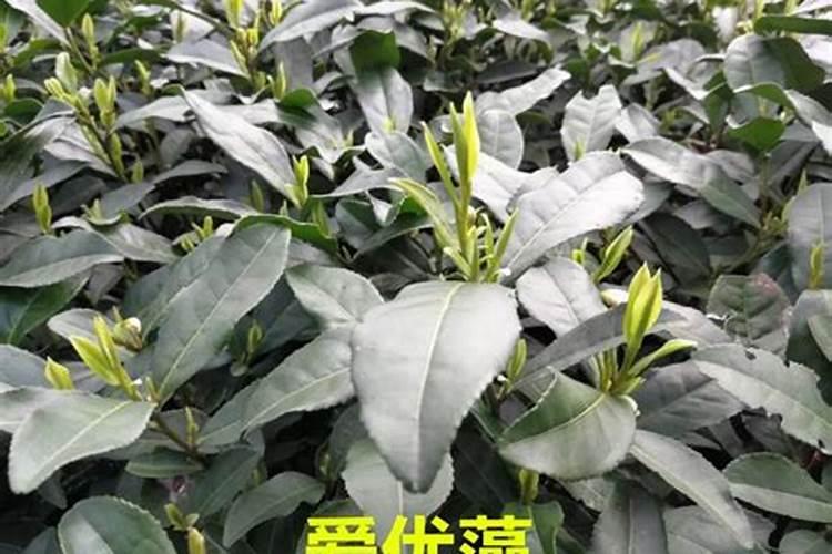 水溶肥什么品牌好？