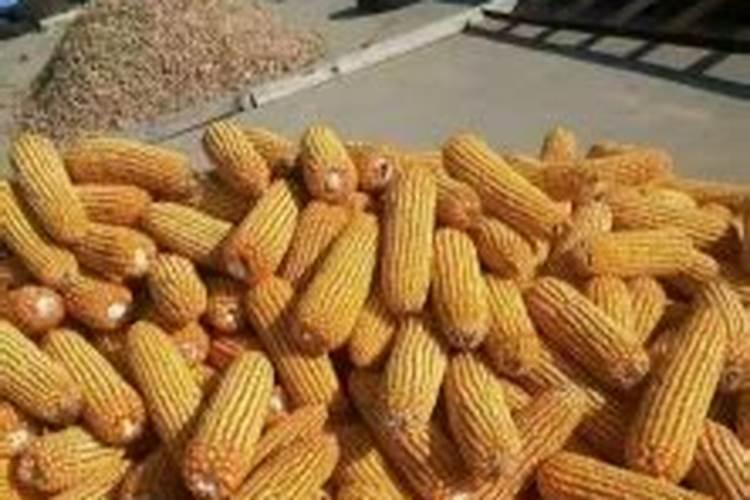 玉米金大棒叶面肥什么时候打