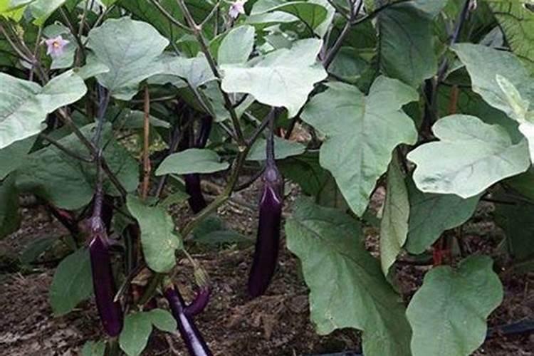 茄子膨果期,可以用高钾水溶肥吗？