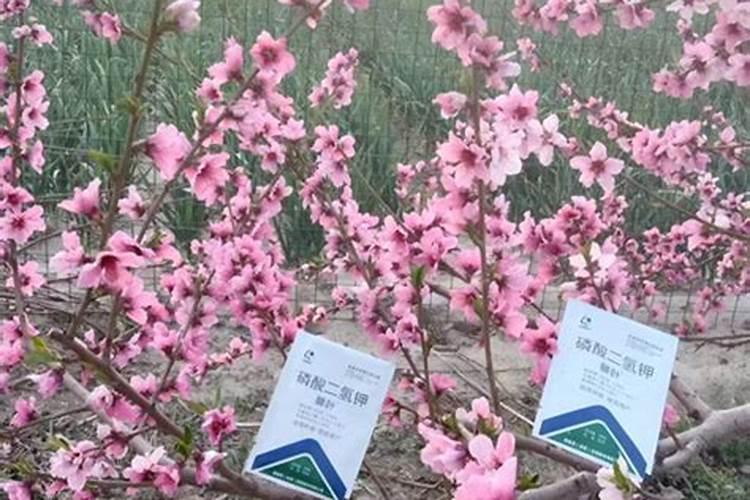 10种自制花肥的方法 自制花肥方法大全