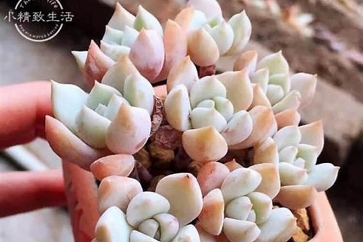 玉米开花后还要施肥吗