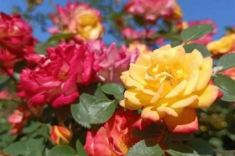 以色列钾肥在中国有哪些正规经销商