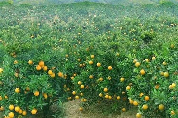 芸苔素使用十大禁忌