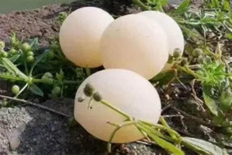 为什么有鱼生活在0℃的南极？