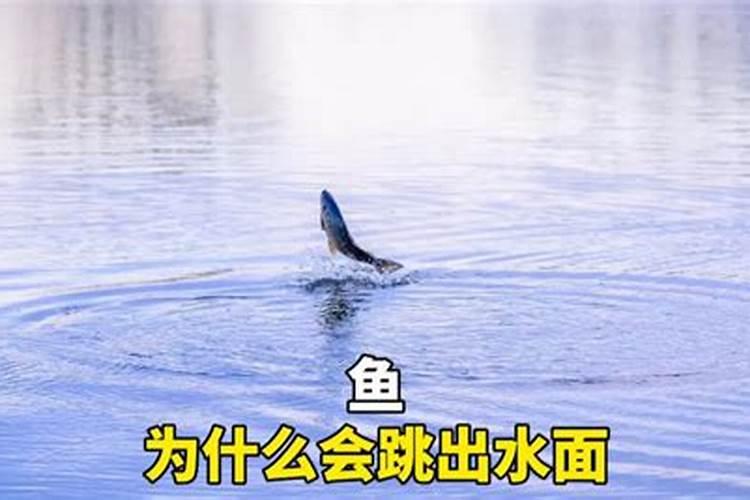 为什么鱼在冰冷的水中不怕冷