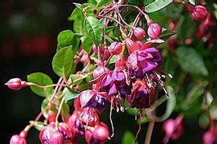 大白菜冲施什么肥料好