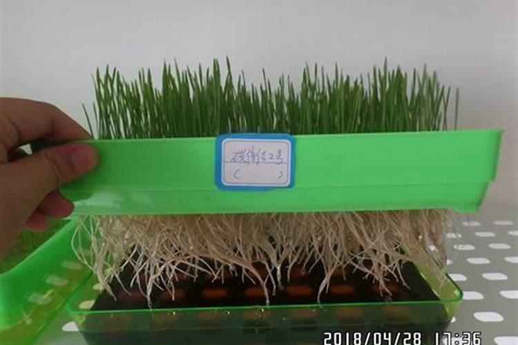 植物扦插时能否把土壤活化矿源黄腐酸钾菌肥拌沙土做扦插土质用？
