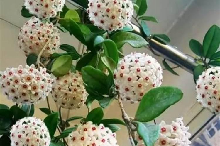 球兰如何养殖才会开花