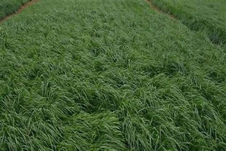 麦冬底肥放什么肥好(底肥施用方法)