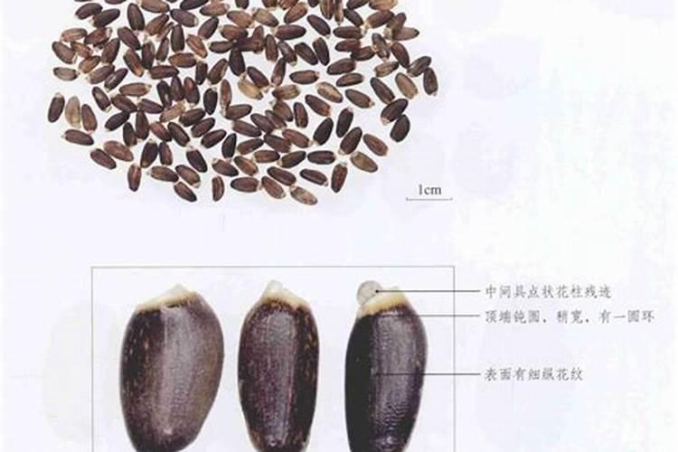 兰草花的种植需要什么肥料 种植兰草花用哪些肥料好