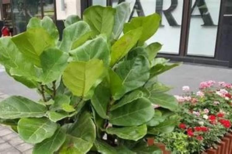 水培植物营养液的正确使用方法