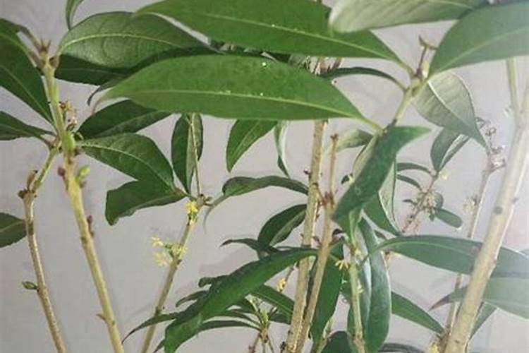 桂花树肥料能给石榴树用吗？